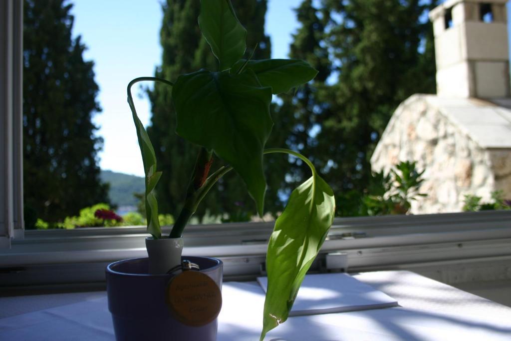 Studio Terrace Sea View