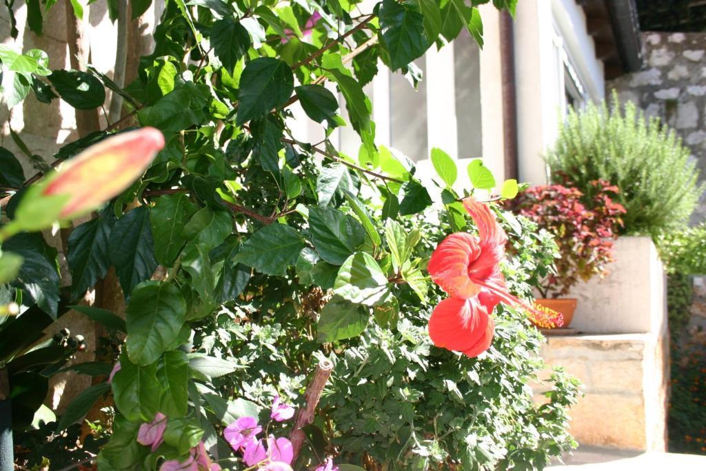 Studio Terrace Sea View