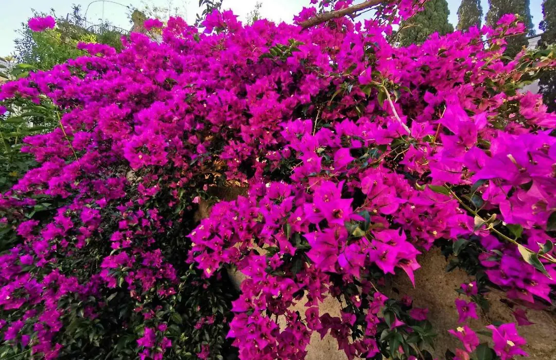 Villa Luka-1